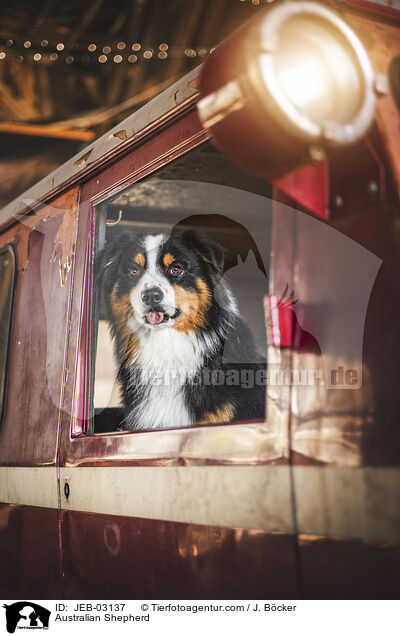 Australian Shepherd / Australian Shepherd / JEB-03137