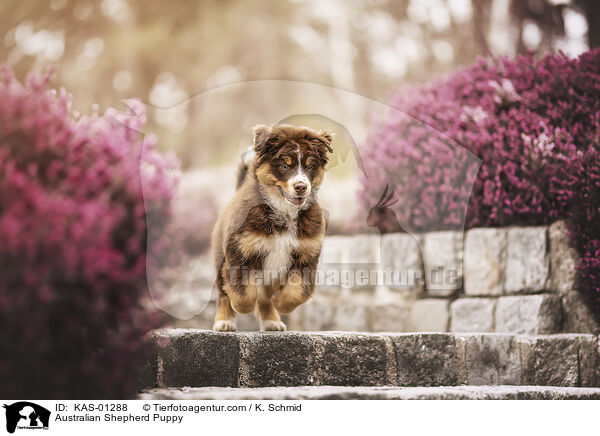 Australian Shepherd Welpe / Australian Shepherd Puppy / KAS-01288