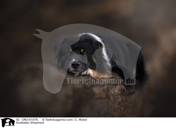 Australian Shepherd / Australian Shepherd / CRO-01076