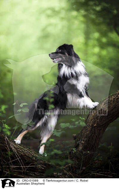 Australian Shepherd / Australian Shepherd / CRO-01089