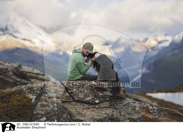 Australian Shepherd / Australian Shepherd / CRO-01093