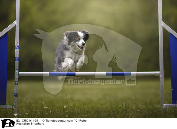 Australian Shepherd / Australian Shepherd / CRO-01195