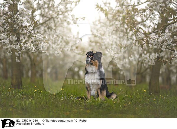 Australian Shepherd / Australian Shepherd / CRO-01240