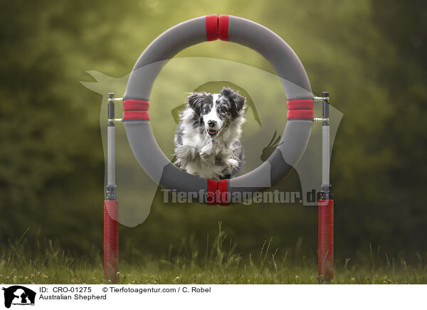 Australian Shepherd / Australian Shepherd / CRO-01275