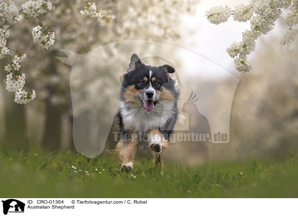 Australian Shepherd / Australian Shepherd / CRO-01364