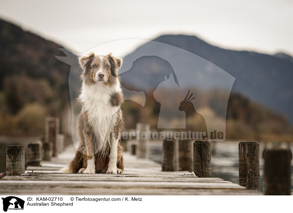 Australian Shepherd / Australian Shepherd / KAM-02710