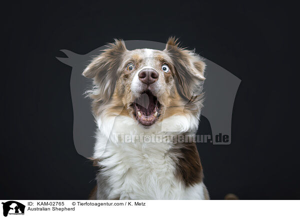 Australian Shepherd / Australian Shepherd / KAM-02765