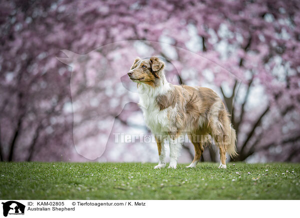 Australian Shepherd / Australian Shepherd / KAM-02805