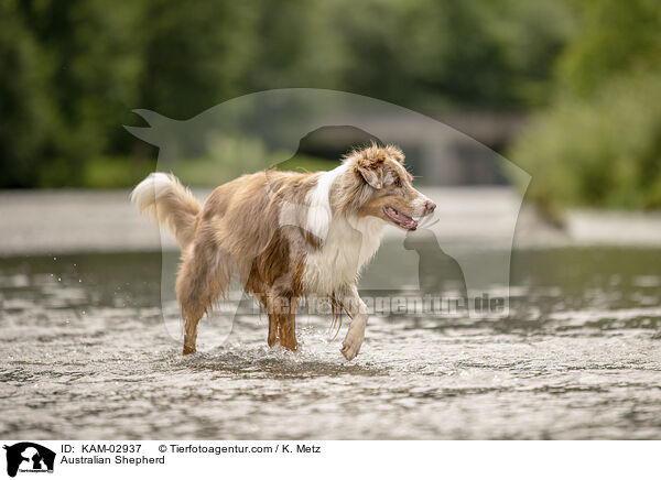 Australian Shepherd / Australian Shepherd / KAM-02937