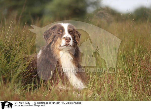 red-tri Australian Shepherd / red-tri Australian Shepherd / KB-14723