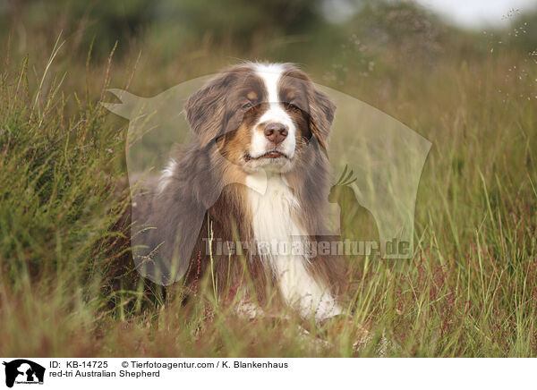 red-tri Australian Shepherd / red-tri Australian Shepherd / KB-14725