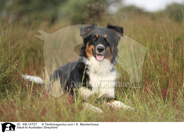 black-tri Australian Shepherd / black-tri Australian Shepherd / KB-14727