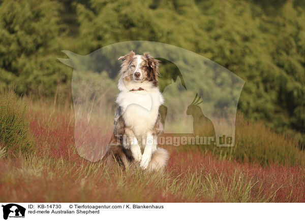 red-merle Australian Shepherd / red-merle Australian Shepherd / KB-14730