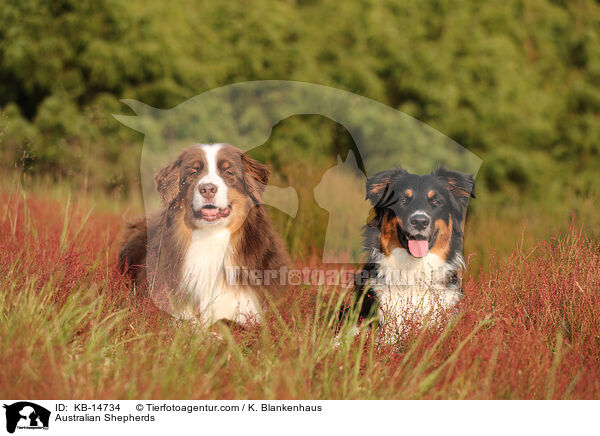 Australian Shepherds / Australian Shepherds / KB-14734