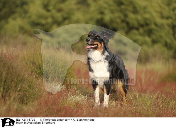 black-tri Australian Shepherd / black-tri Australian Shepherd / KB-14736