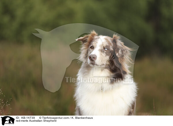 red-merle Australian Shepherd / red-merle Australian Shepherd / KB-14739