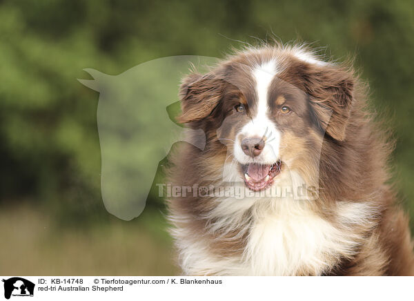 red-tri Australian Shepherd / red-tri Australian Shepherd / KB-14748