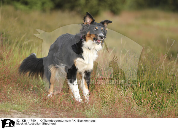 black-tri Australian Shepherd / black-tri Australian Shepherd / KB-14750