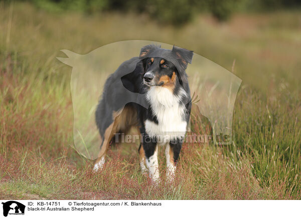 black-tri Australian Shepherd / black-tri Australian Shepherd / KB-14751