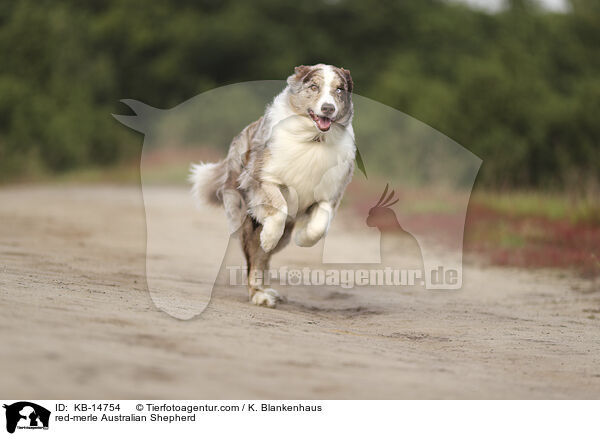 red-merle Australian Shepherd / red-merle Australian Shepherd / KB-14754