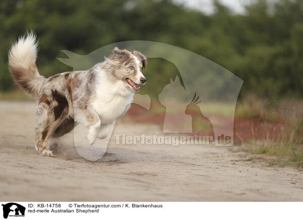 red-merle Australian Shepherd / red-merle Australian Shepherd / KB-14758