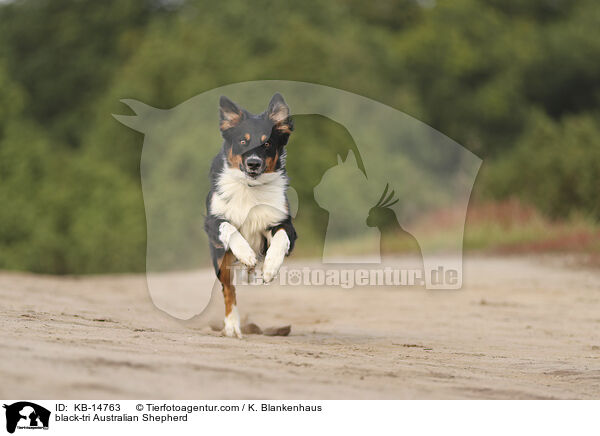 black-tri Australian Shepherd / black-tri Australian Shepherd / KB-14763