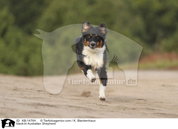 black-tri Australian Shepherd / black-tri Australian Shepherd / KB-14764