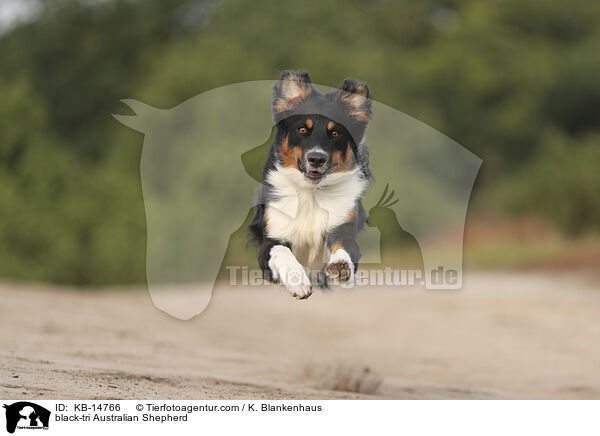 black-tri Australian Shepherd / black-tri Australian Shepherd / KB-14766