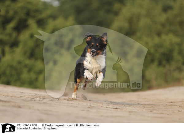 black-tri Australian Shepherd / black-tri Australian Shepherd / KB-14768