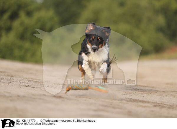 black-tri Australian Shepherd / black-tri Australian Shepherd / KB-14770