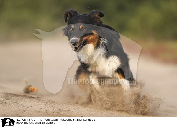 black-tri Australian Shepherd / black-tri Australian Shepherd / KB-14772