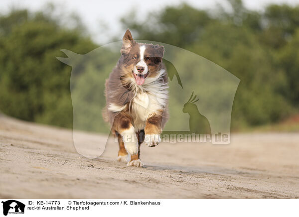 red-tri Australian Shepherd / red-tri Australian Shepherd / KB-14773