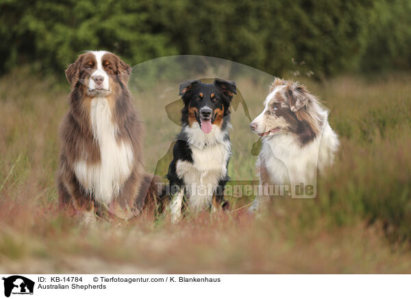 Australian Shepherds / Australian Shepherds / KB-14784