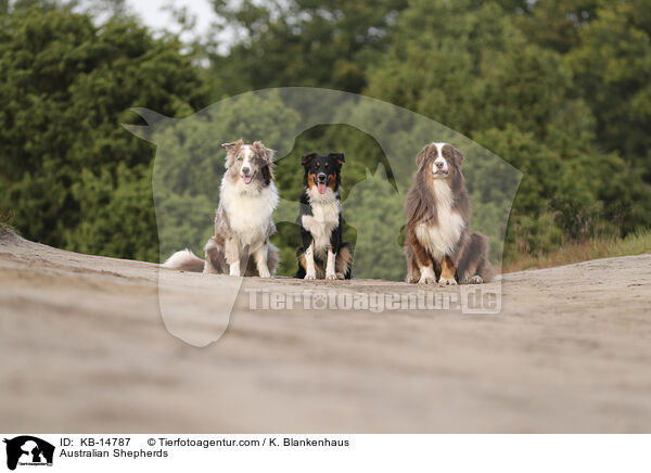 Australian Shepherds / Australian Shepherds / KB-14787