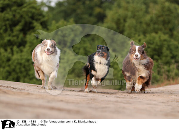 Australian Shepherds / Australian Shepherds / KB-14788