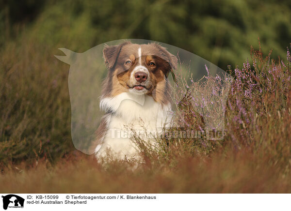 red-tri Australian Shepherd / red-tri Australian Shepherd / KB-15099