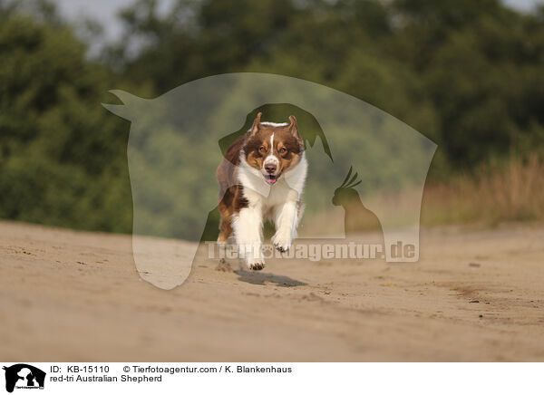 red-tri Australian Shepherd / red-tri Australian Shepherd / KB-15110