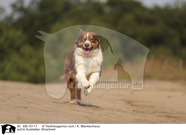 red-tri Australian Shepherd / red-tri Australian Shepherd / KB-15111