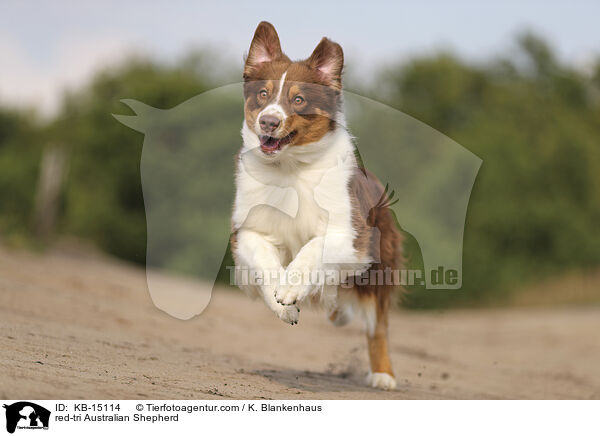 red-tri Australian Shepherd / red-tri Australian Shepherd / KB-15114