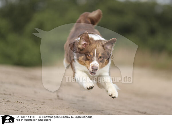 red-tri Australian Shepherd / red-tri Australian Shepherd / KB-15118