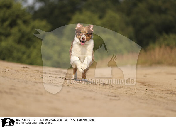 red-tri Australian Shepherd / red-tri Australian Shepherd / KB-15119