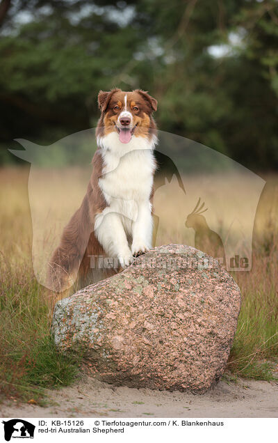 red-tri Australian Shepherd / red-tri Australian Shepherd / KB-15126