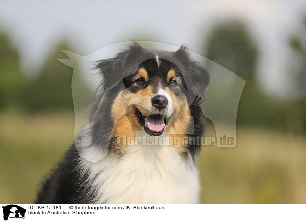 black-tri Australian Shepherd / black-tri Australian Shepherd / KB-15181