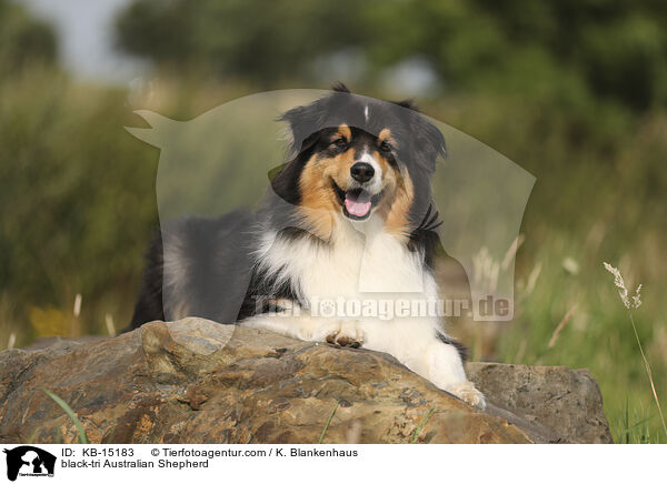 black-tri Australian Shepherd / black-tri Australian Shepherd / KB-15183