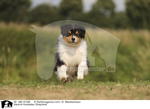 black-tri Australian Shepherd / black-tri Australian Shepherd / KB-15188