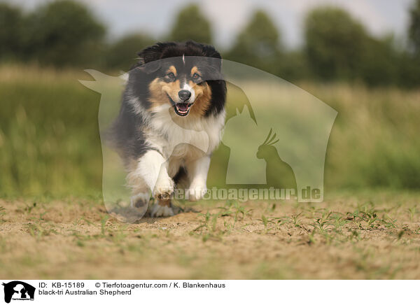 black-tri Australian Shepherd / black-tri Australian Shepherd / KB-15189