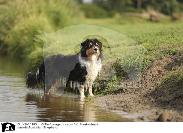 black-tri Australian Shepherd / black-tri Australian Shepherd / KB-15193