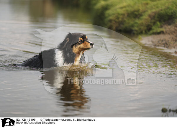 black-tri Australian Shepherd / black-tri Australian Shepherd / KB-15195