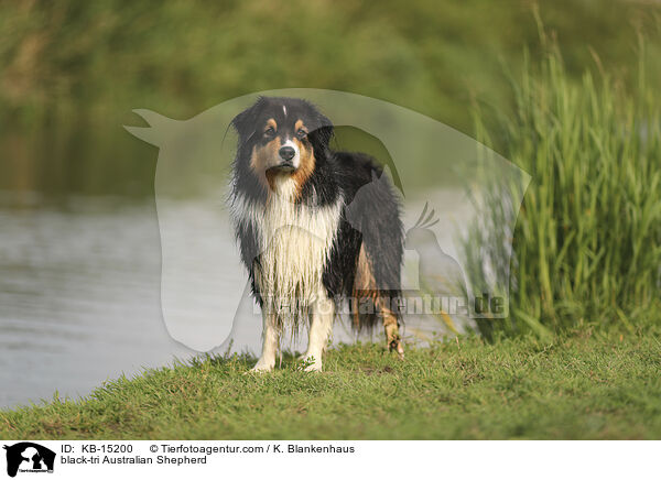 black-tri Australian Shepherd / black-tri Australian Shepherd / KB-15200