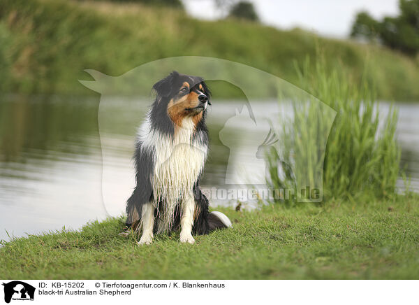 black-tri Australian Shepherd / black-tri Australian Shepherd / KB-15202